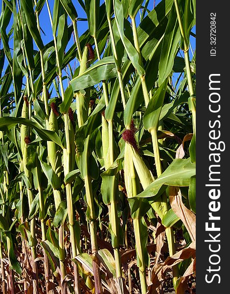 Closeup of a mature corn cobs. Closeup of a mature corn cobs.