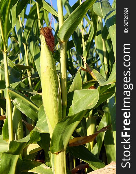 Closeup of a ripe corn cob. Closeup of a ripe corn cob.