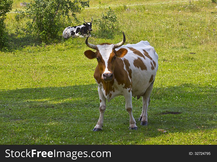 Cows graze on a hillside. Cows graze on a hillside.