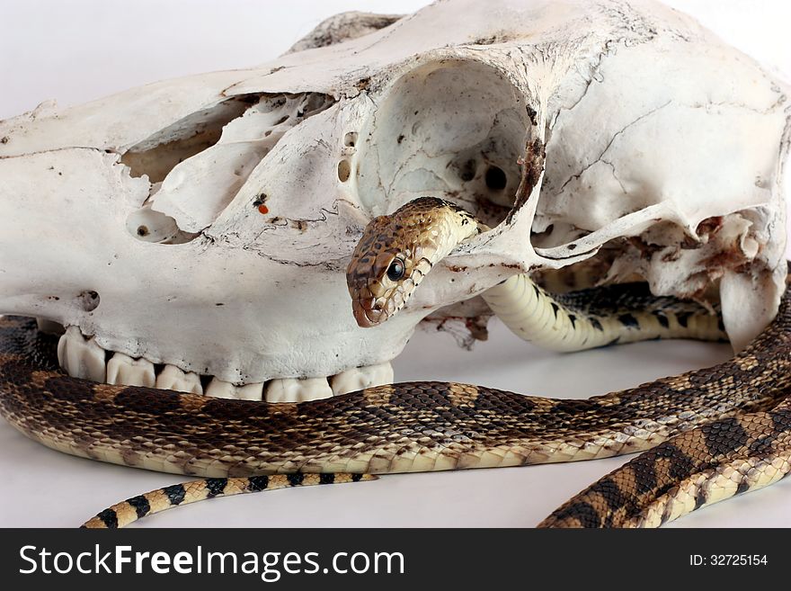 Snake And Skull