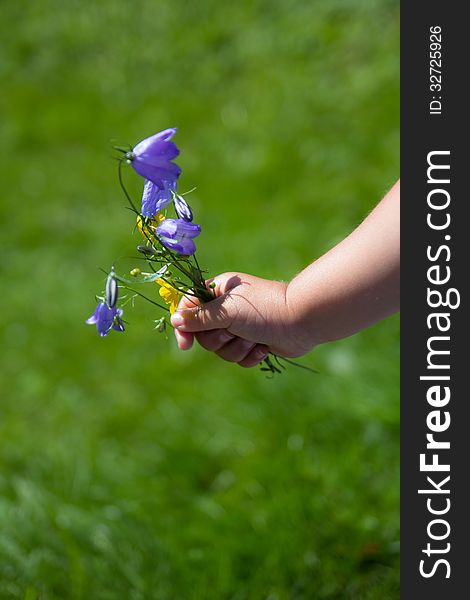 A child holds bluebells on a sunny summer day. A child holds bluebells on a sunny summer day.