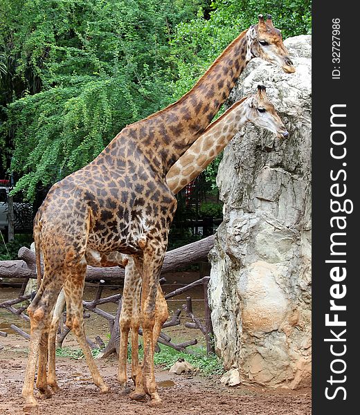 Couple giraffe in the zoo