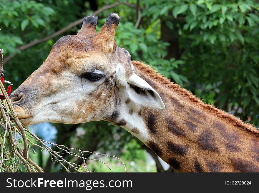 Closeup of giraffe with green nature background