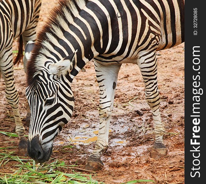 Closeup of zebra in the zoo