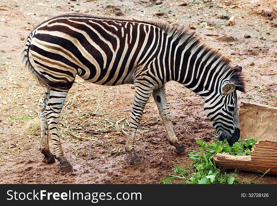 A zebra in the zoo