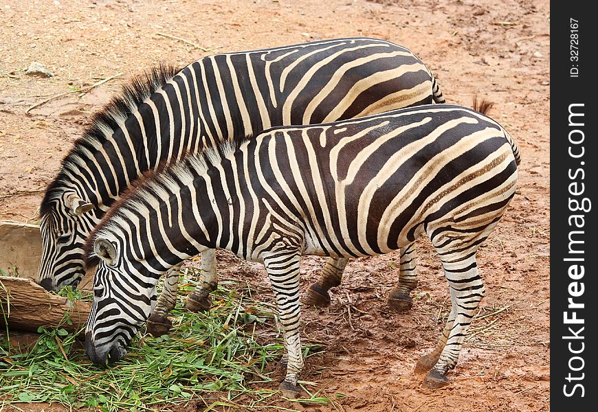 Group of zebra in the zoo