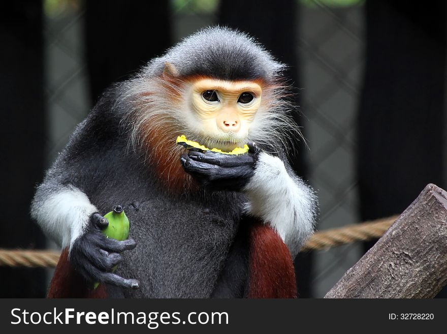 Closeup of the squirrel monkey