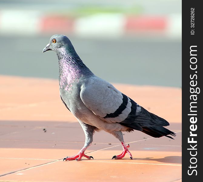 Pigeon is walking at street