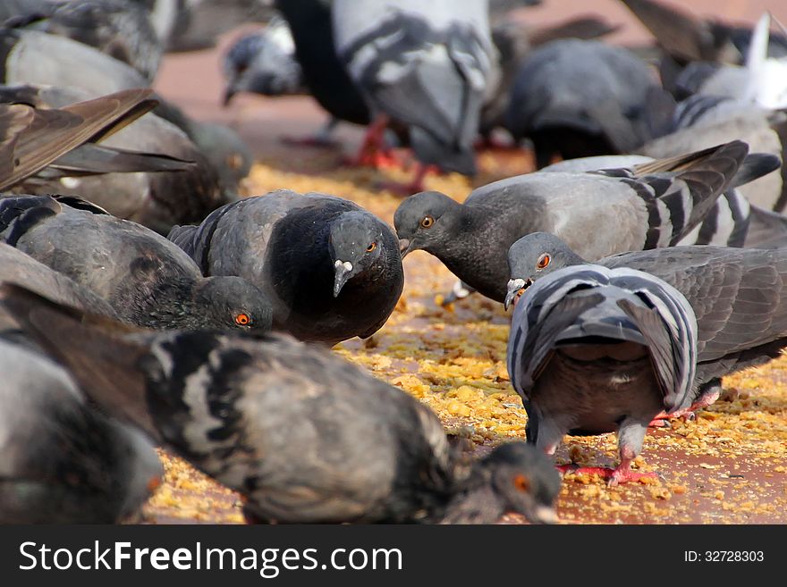 Freedom pigeon at the street