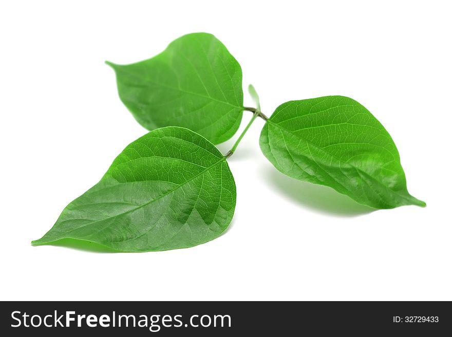 Green leaf isolated on white background