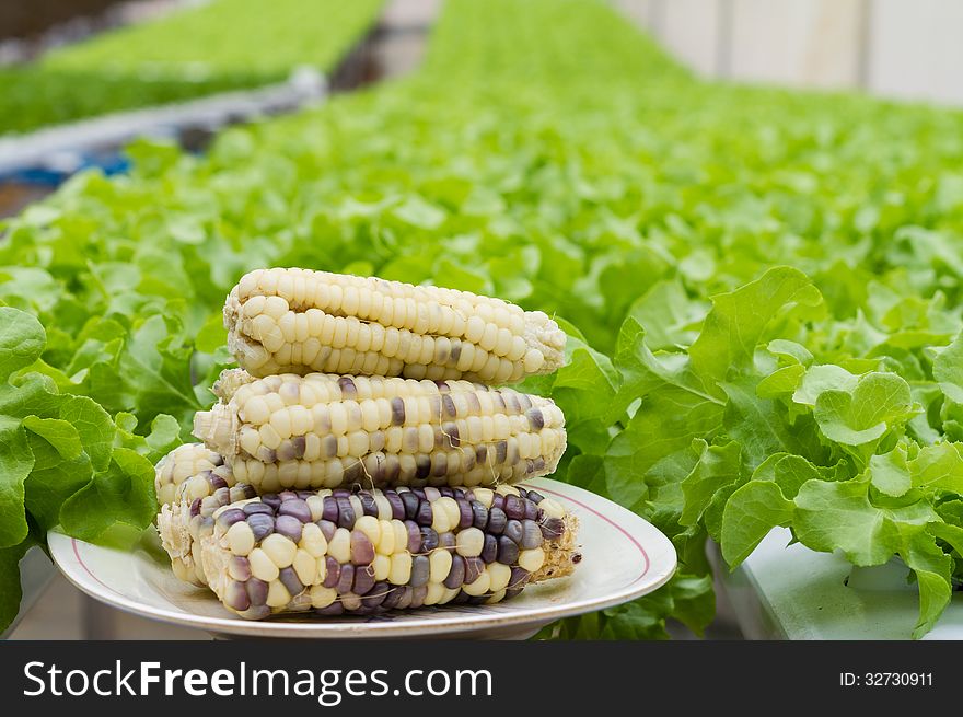 Corn Cobs On The Dish