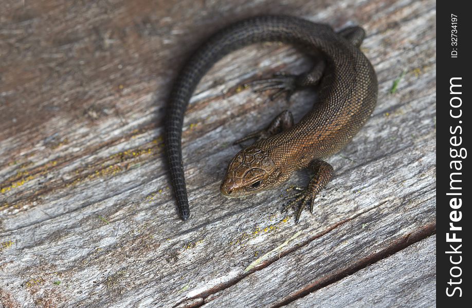 Lizard (lat. Lacertilia) - suborder detachment scaly reptiles inhabiting. Lizard (lat. Lacertilia) - suborder detachment scaly reptiles inhabiting.