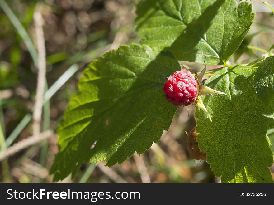 Wild forest raspberry with focus on berry. Wild forest raspberry with focus on berry