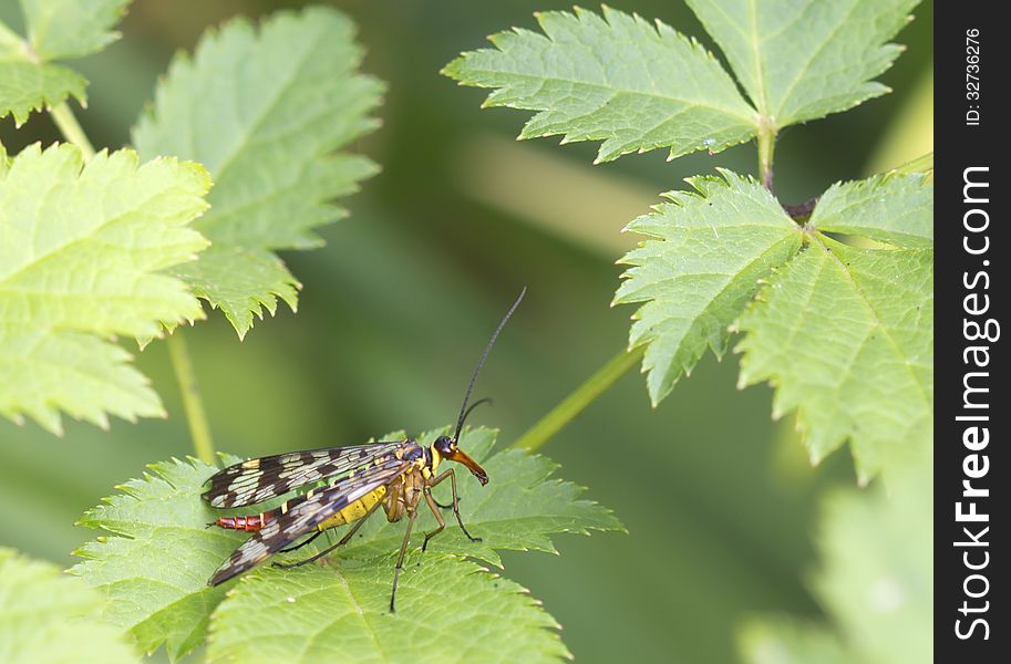 Adult Panorpa communis are small insects with two pairs of webbed wings. Adult Panorpa communis are small insects with two pairs of webbed wings.