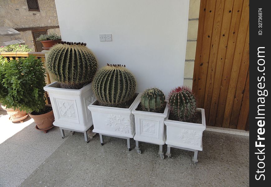 Large Cactus