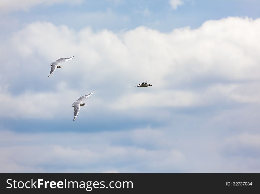 The Black-headed Gull is a small gull which breeds in much of Europe and Asia, and also in coastal eastern Canada. Most of the population is migratory, wintering further south, but some birds in the milder westernmost areas of Europe are resident.