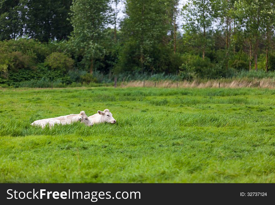 Dairy cows may be found either in herds on dairy farms where dairy farmers own, manage, care for, and collect milk from them, or on commercial farms. Dairy cows may be found either in herds on dairy farms where dairy farmers own, manage, care for, and collect milk from them, or on commercial farms.