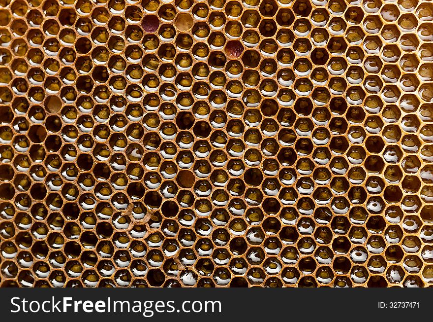 Honeycombs full of honey close-up in each cell is reflected sky