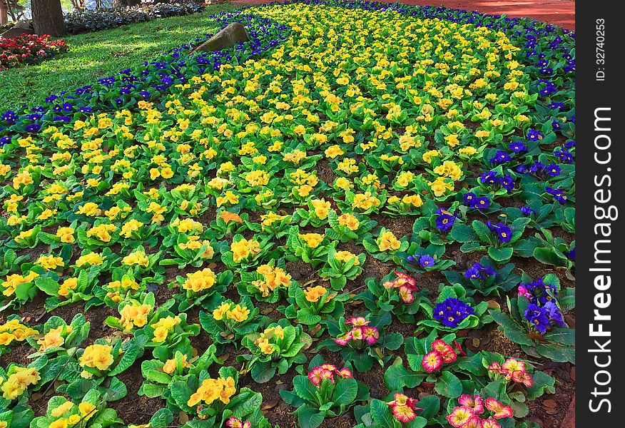 Colorful of the flowers in the park. Colorful of the flowers in the park.