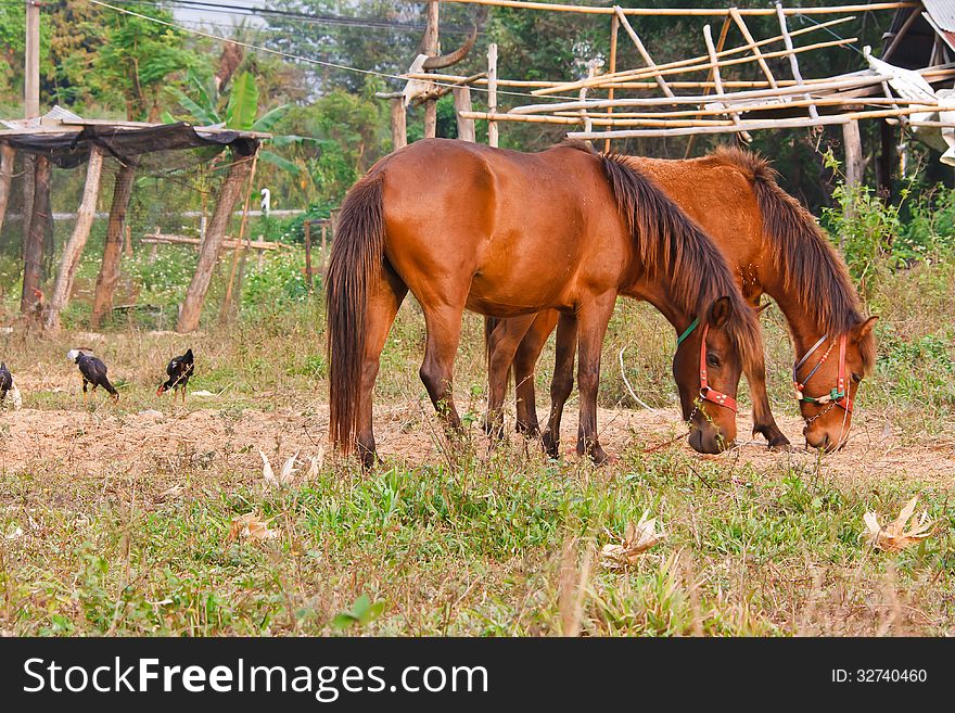 Two horses eating grass during the summer. Two horses eating grass during the summer.