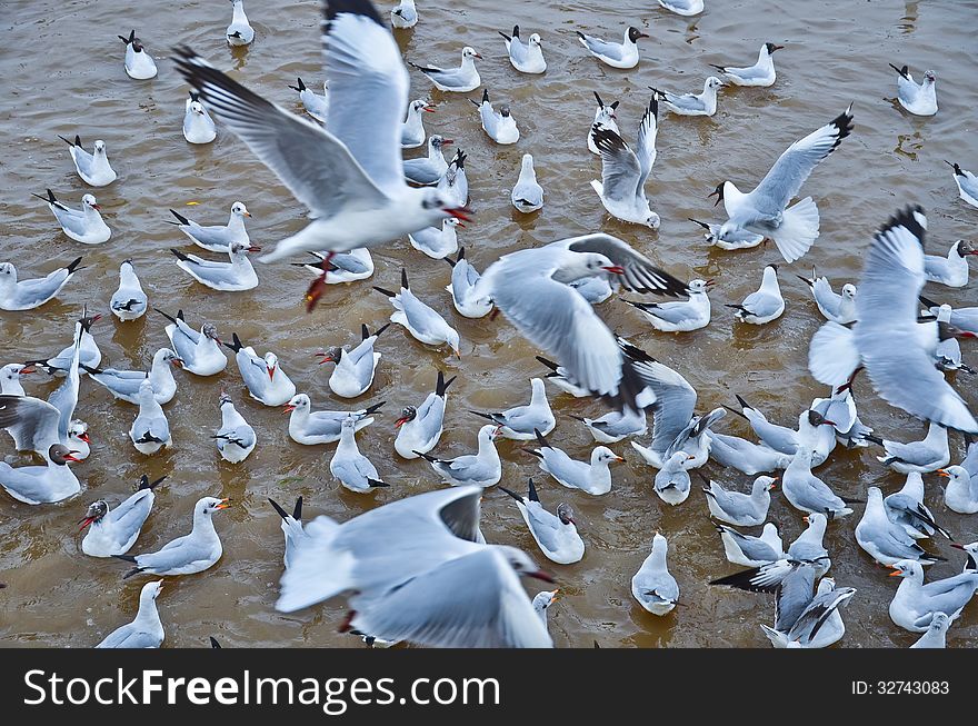 Birds floating on the water. Birds floating on the water