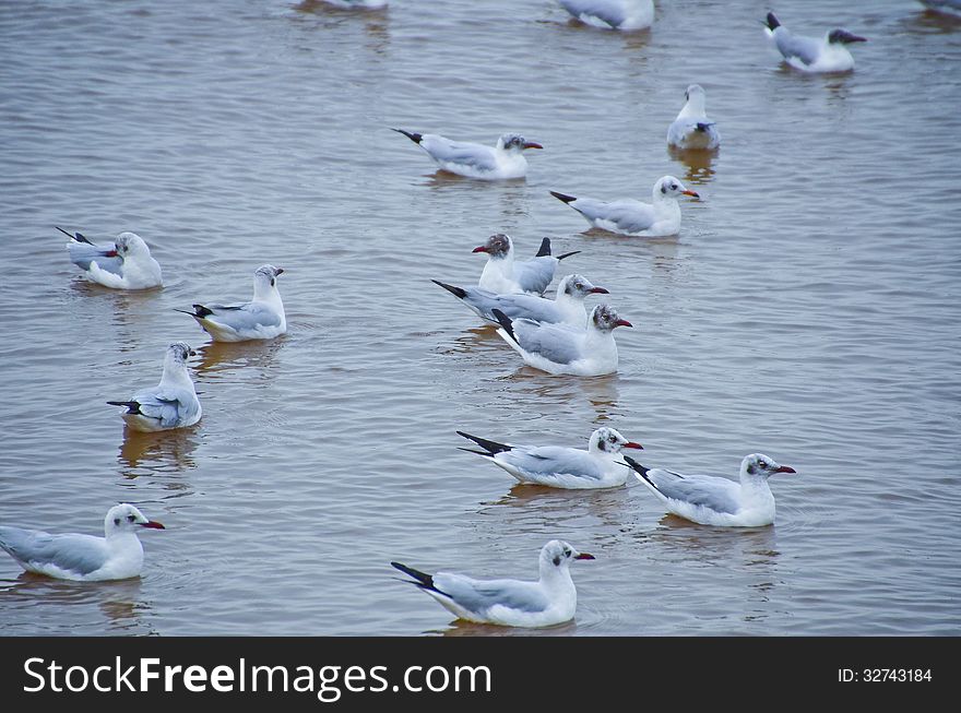 Seagulls floating on the water.