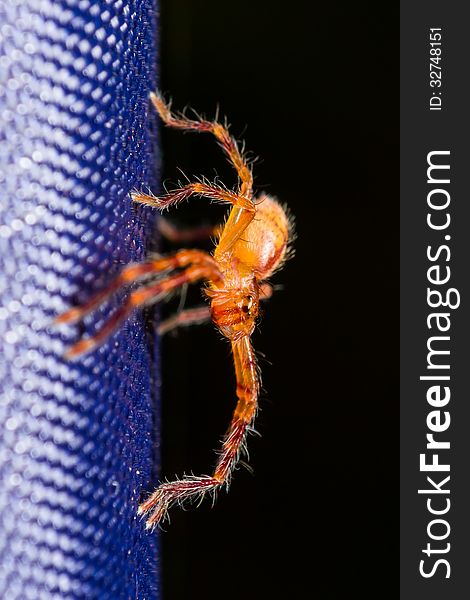 Close up of orange jumping spider, shallow DOF