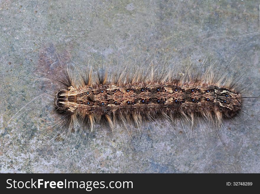 Close up of blue spotted caterpillar, top view