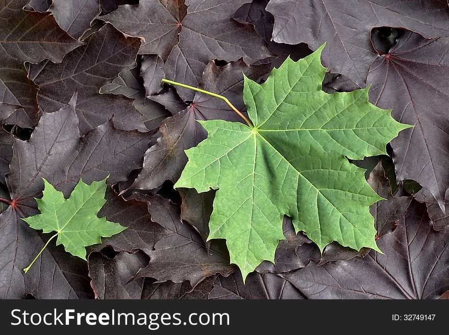 Different colored leaves of maple. Different colored leaves of maple