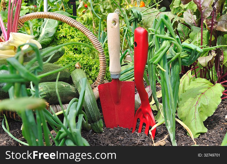 Red Tools And Vegetables