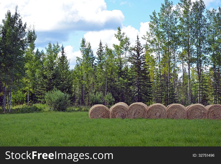 Bales of hay in meadow