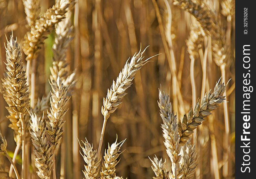 A close up of wheat illuminated by the Summer sun.