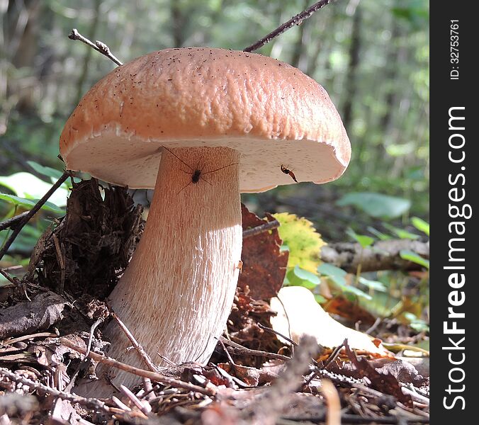 White mushroom in the forest in nature closeup