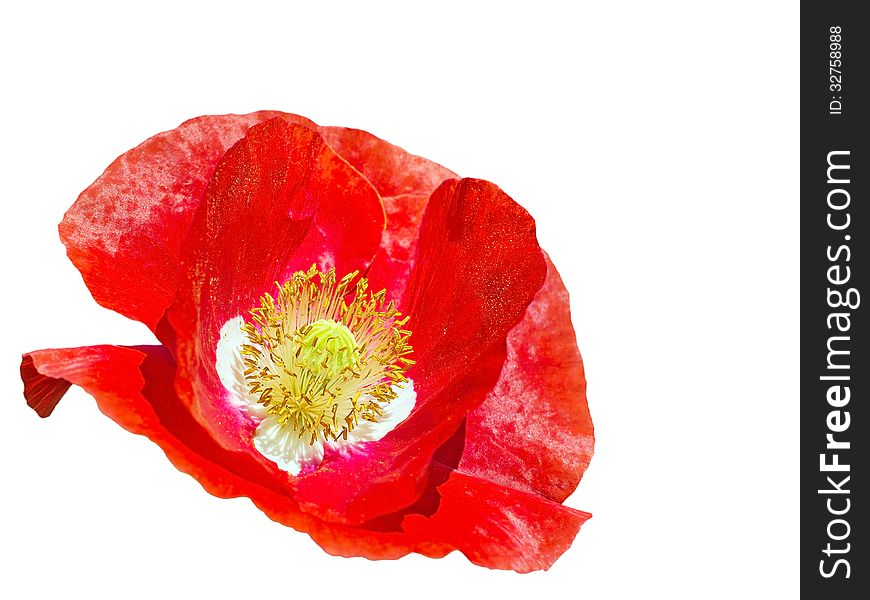 Bouquet of red poppy flower in spring day isolated on white background. Bouquet of red poppy flower in spring day isolated on white background