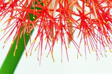 Macro Of Fireball Lily Stock Photo