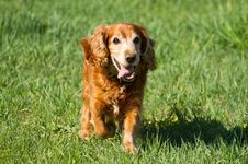 Cocker Spaniel Stock Photography Cocker Spaniel Stock Photography