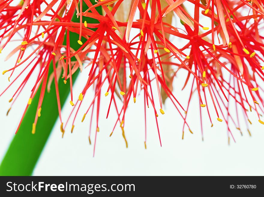 Macro of Fireball Lily