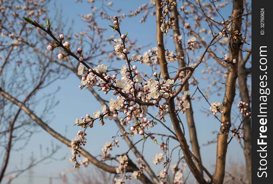 Apricot is a famous Chinese ornamental trees, its design and color is red and white, rouge over, flowers numerous pose jiao, as the spring breeze. Apricot can Beautiful apricot blossom based on before the court, wall corner, beside the road, the water, also can groupings, rooted in the slopes, waterside. At the same time made wood species apricot and desert and barren hills.