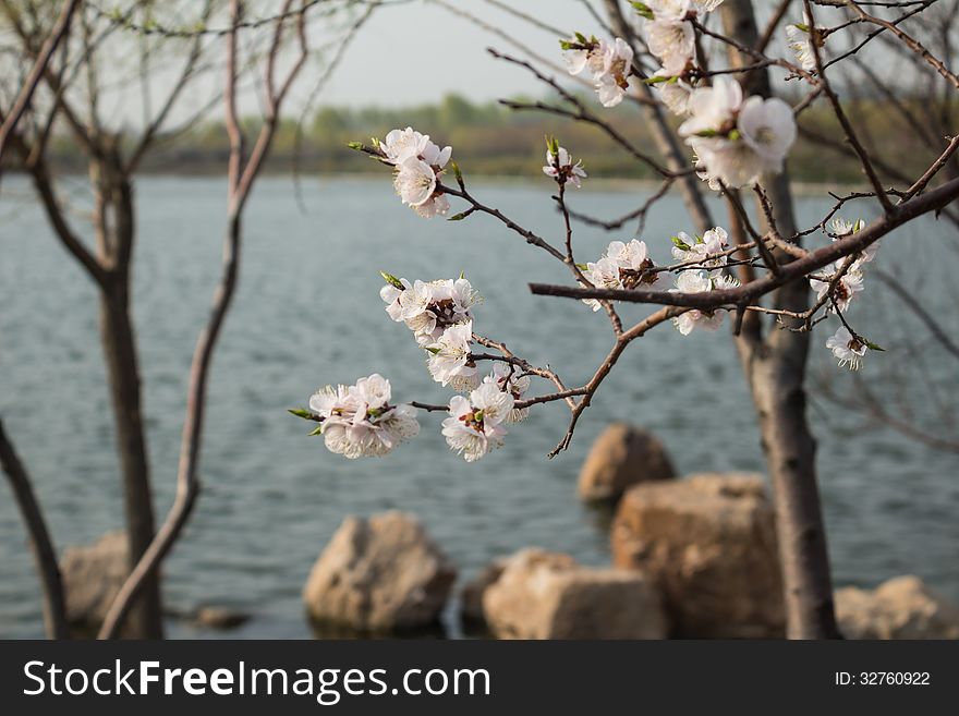 Apricot is a famous Chinese ornamental trees, its design and color is red and white, rouge over, flowers numerous pose jiao, as the spring breeze. Apricot can Beautiful apricot blossom based on before the court, wall corner, beside the road, the water, also can groupings, rooted in the slopes, waterside. At the same time made wood species apricot and desert and barren hills.