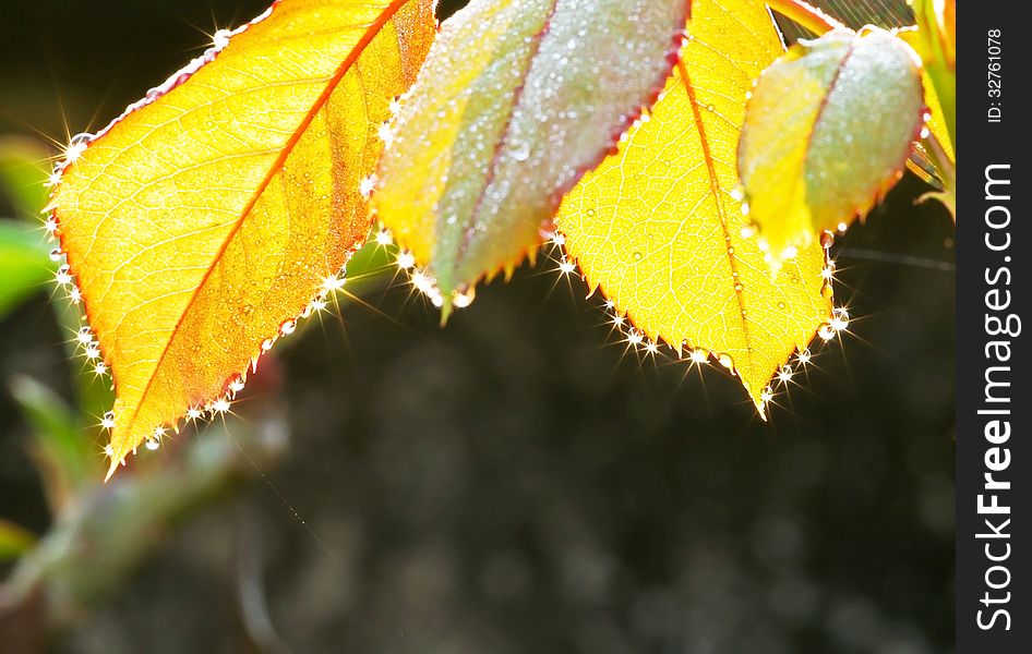 Rose leaves transparency