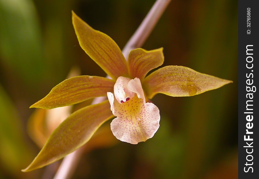 Tainia penangiana Rare species wild orchids in forest of Thailand, This was shoot in the wild nature
