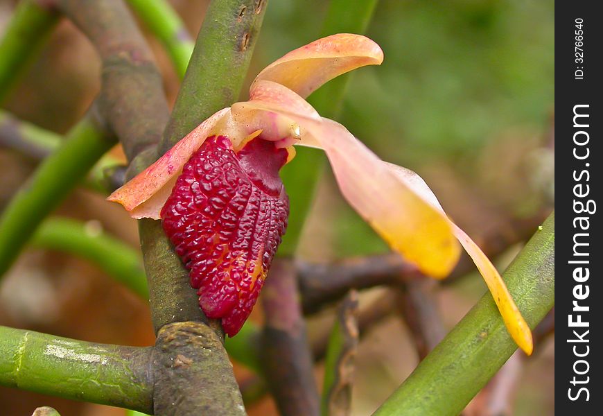 Wild orchids in forest of Thailand