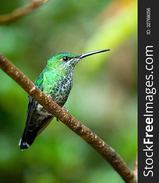 The Green-crowned Brilliant (Heliodoxa jacula) hummingbird in Costa Rica sticking out his tongue. The Green-crowned Brilliant (Heliodoxa jacula) hummingbird in Costa Rica sticking out his tongue