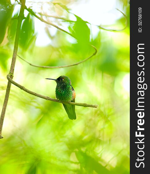 The Rufous-tailed Hummingbird (Amazilia tzacatl) perched on a branch in Costa Rica. The Rufous-tailed Hummingbird (Amazilia tzacatl) perched on a branch in Costa Rica