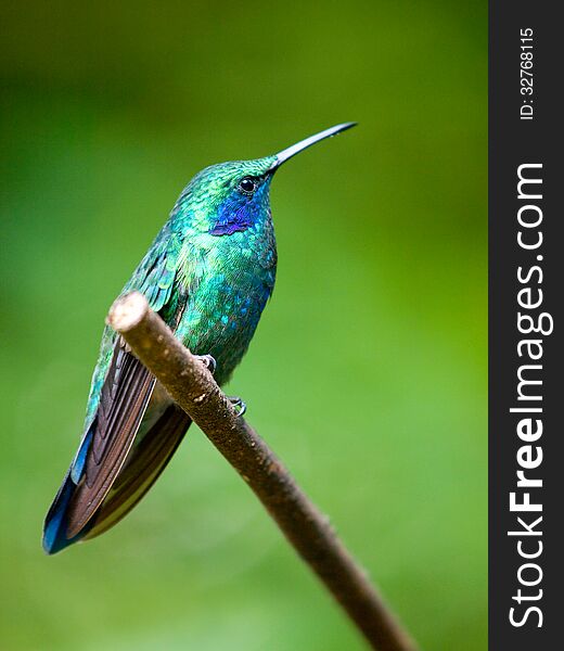 The Green Violetear &x28;Colibri thalassinus&x29; perched on a branch