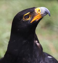 Portrait Of Vereauxs Black Eagle &x28;Aquila Verreauxii&x29; Looking Up Royalty Free Stock Image Portrait Of Vereauxs Black Eagle &x28;Aquila Verreauxii&x29; Looking Up Royalty Free Stock Image