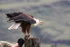 African Fish Eagle &x28;haliaeetus Vocifer&x29; On Tree Tr Stock Image African Fish Eagle &x28;haliaeetus Vocifer&x29; On Tree Tr Stock Image