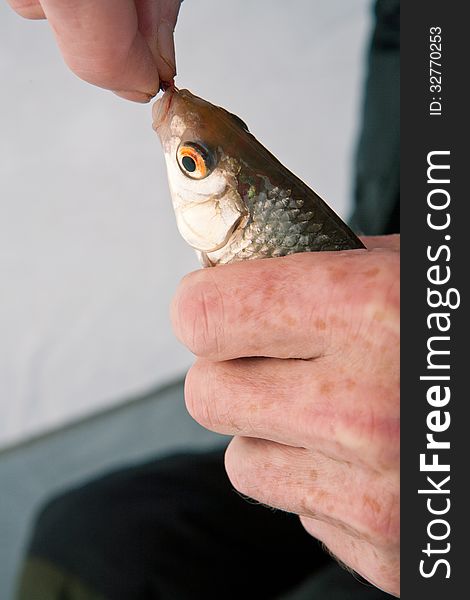 The human hand, releasing fish caught roach on winter fishing. The human hand, releasing fish caught roach on winter fishing
