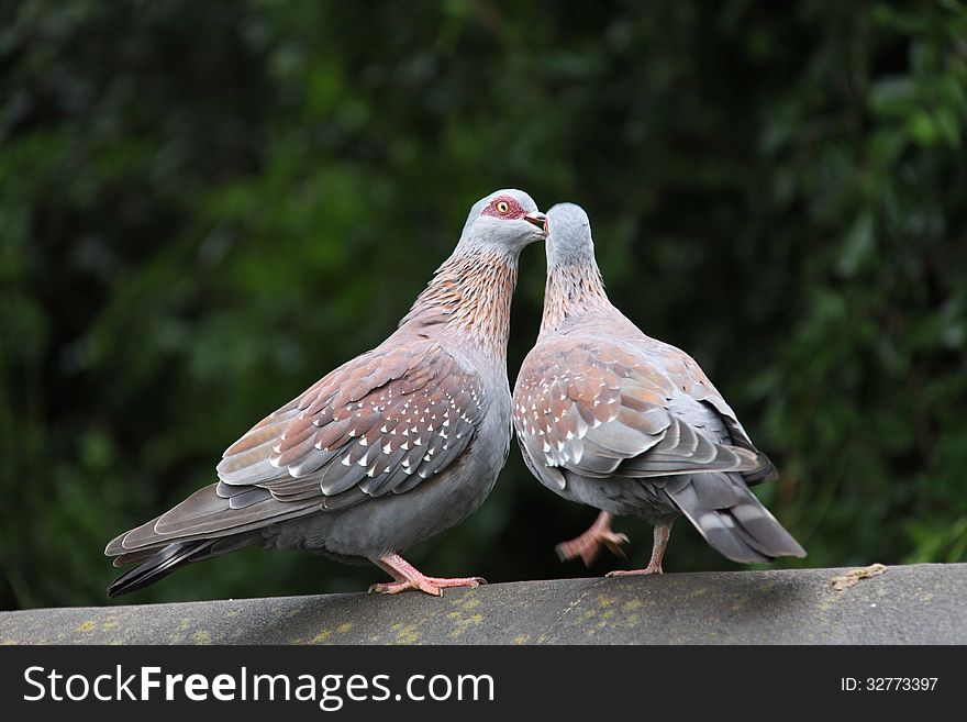 Two rock doves (Culumba guinea) kissing on a wall with green leaves in the background. Two rock doves (Culumba guinea) kissing on a wall with green leaves in the background