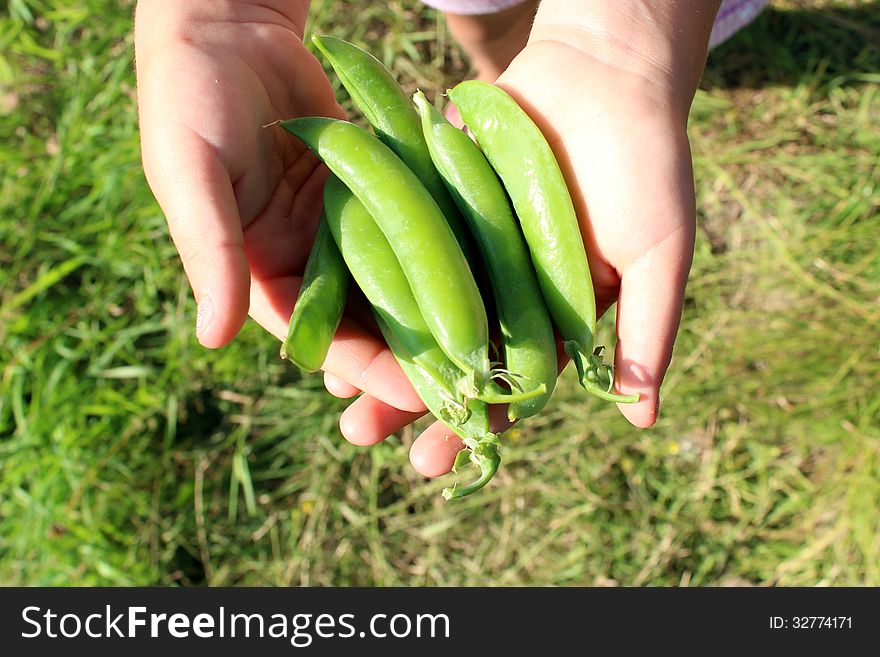 Green pea pod laying on the palms. Green pea pod laying on the palms